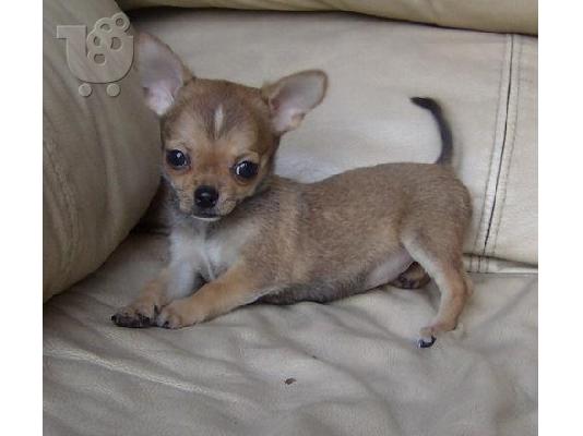 PoulaTo: Chihuahua chihuahua chihuahua
